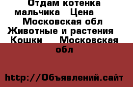 Отдам котенка мальчика › Цена ­ 0 - Московская обл. Животные и растения » Кошки   . Московская обл.